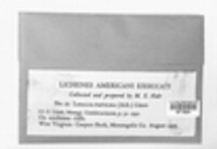 Lasallia papulosa image